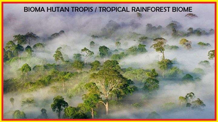 Biosfer - Bioma Hutan tropis
