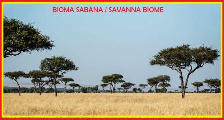 Biosfer - Bioma Sabana