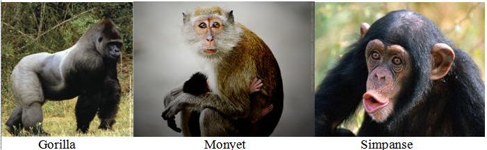gorilla-monyet-dan-simpanse