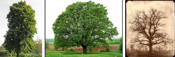 Basswood - Oak pada waktu lebat - Oak pada waktu rontok