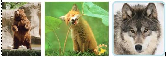 Beruang Rubah dan Serigala, hewan-hewan yang hidup di bioma Taiga