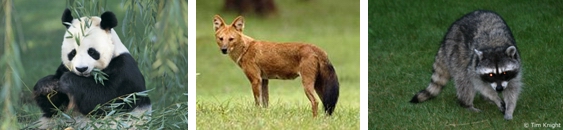 Panda (hewan endemik china) - anjing - racoon