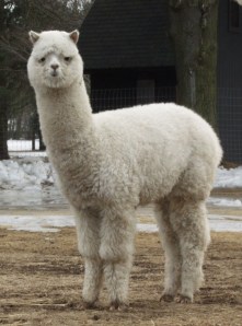 Alpaka
