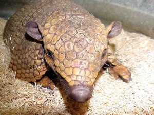 Armadillo