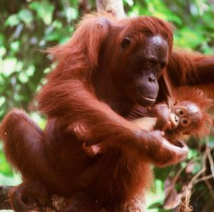 Orang Utan