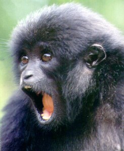 Siamang