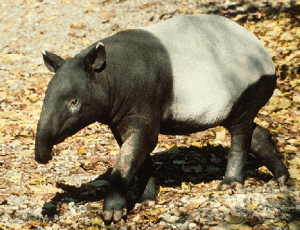 Tapir