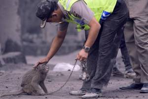 Seekor monyet yang ditemukan selamat dari amukan awan panas Merapi.